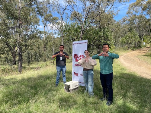 Tonantzin Fernández reafirma su compromiso con la protección animal: cacomixtle regresa a su hábitat natural