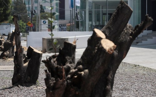 Defiende Medio Ambiente tala de árboles en parque de Puebla