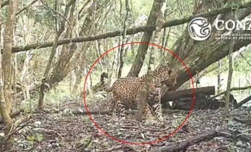 Avistamiento de jaguar preñada
