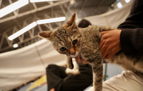 Impulsa San Andrés Cholula la esterilización responsable de mascotas en Tlaxcalancingo