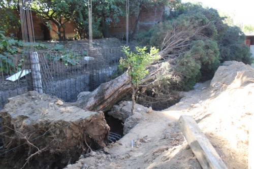 Protección Civil de Coronango atiende la caída de un árbol en secundaria; sin reporte de personas lesionadas