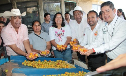 Puebla inicia la temporada de producción de tejocote 2025