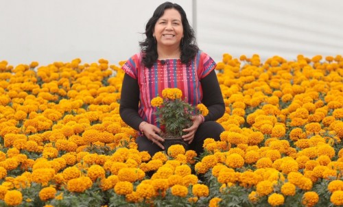 Puebla, líder nacional en flor de cempasúchil