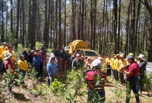 Plantación de 50 mil pinos en La Malinche