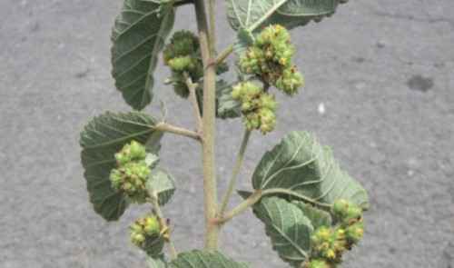 Tapacola: historia y uso en la medicina tradicional