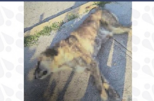 Fiscalía inicia investigación por maltrato animal