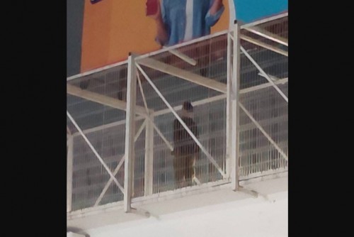 Hallazgo en el Periférico Ecológico