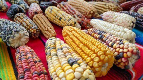 Día Nacional del Maíz en Tlaxcala: guardianes del grano y la cultura mexicana