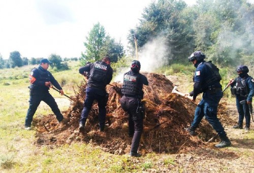 Operativo contra tala ilegal en Puebla