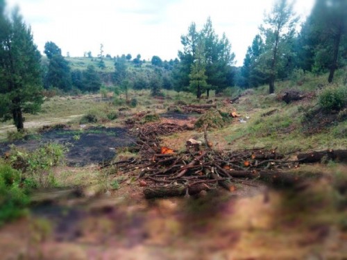 Detectan hornos clandestinos para madera en San Miguel Canoa