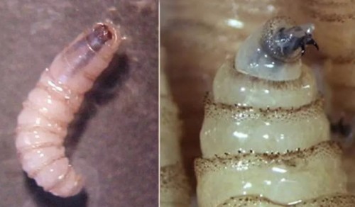 ¿Qué es el gusano barrenador?