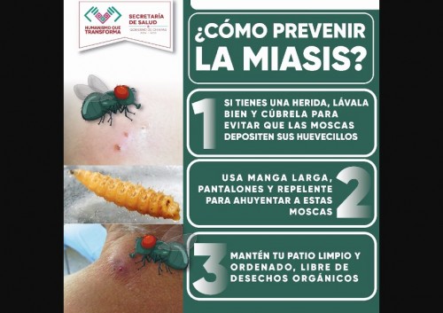 ¿Qué es el gusano barrenador?