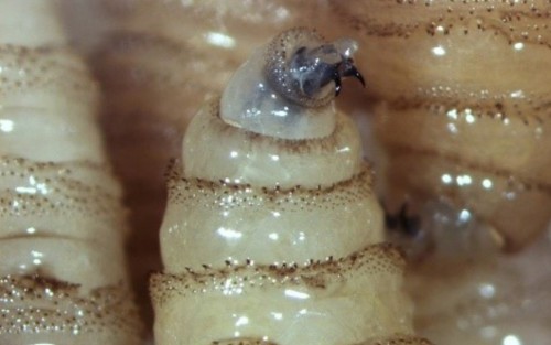 Infección que afecta a humanos y animales