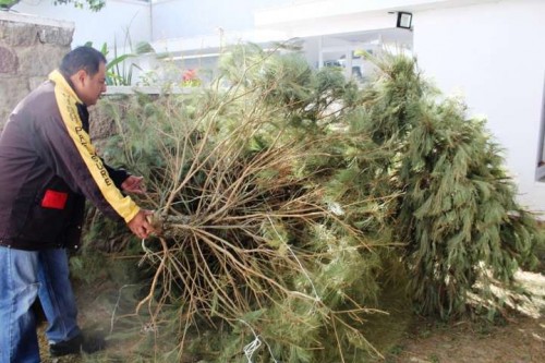 Tlaxcala da nueva vida a tu árbol de Navidad: centros de acopio ya operan
