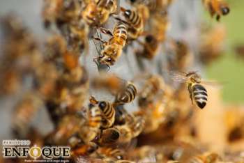 Alistan jardines para preservar abejas en México