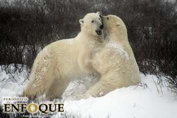 Aumenta Canibalismo entre osos polares debido a cambio climático