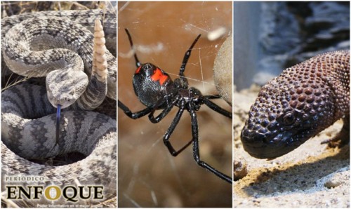 Los 5 animales más venenosos y como identificarlos 