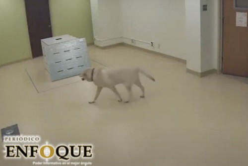 Los perros siempre intentarán rescatar a sus dueños 