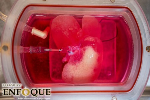 Hígados humanos miniatura son cultivados con éxito en laboratorio 