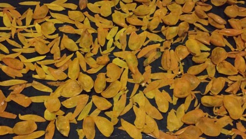 Cáscara de mango funciona como antibacterial y cicatrizante: IPN