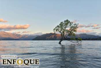 El famoso árbol wanaka de nueva zelanda fue atacado con una sierra 