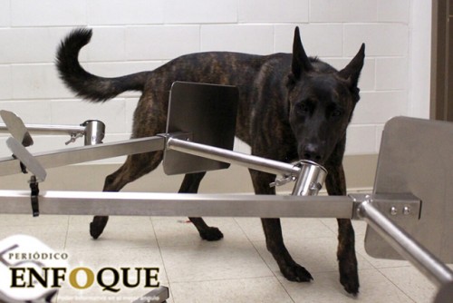 Perros podrían ser entrenados para detectar Covid-19