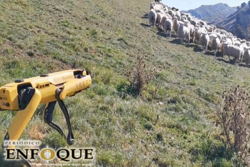 Robot reúne manada de ovejas en Nueva Zelanda 