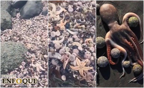 El desastre ecológico que está matando al 95% de animales marinos en Rusia 