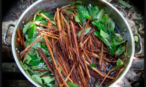 La ayahuasca no solo tiene efectos psicodélicos: también ayuda a generar nuevas neuronas