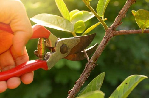 Cómo podar plantas correctamente