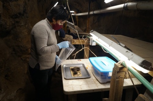 Descubren cuatro ramos de flores casi intactos en un túnel debajo de Teotihuacan