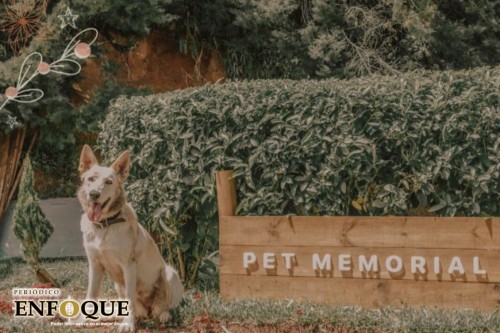 Convierten los restos de mascotas en fertilizante para plantas