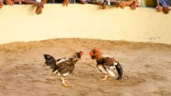 Declaran las peleas de gallos como patrimonio cultural en Hidalgo