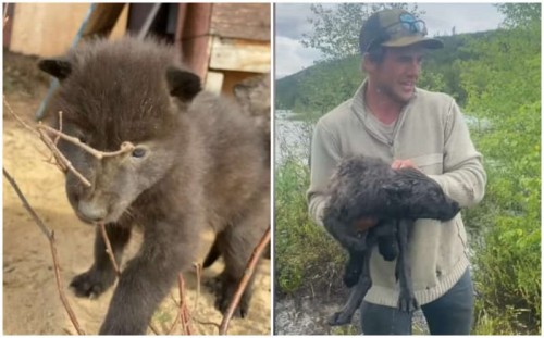 Un hombre se lleva sorpresa al encontrar a dos ''perritos''