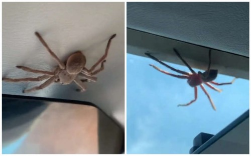 Piloto descubre enorme araña sobre él en pleno aterrizaje; impactante video se hace viral