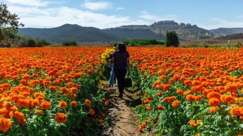 Flor de cempasúchil: La trágica leyenda prehispánica que explica su origen