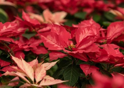 Este es el origen de la flor de nochebuena