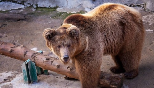 Mujer lanzó a su bebé de tres años  a la jaula de un oso y fue detenida (VIDEO)