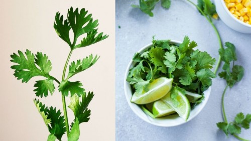 Conoce las características que distinguen al cilantro del perejil