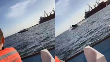 Durante espectáculo de avistamiento, ballena cae sobre yate con turistas en Sinaloav