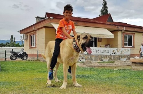 Perros ‘gigantes’: estas son las 5 razas de ‘lomitos’ más grandes