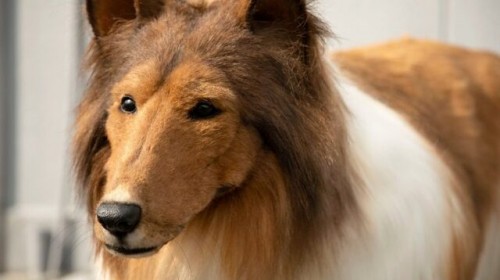 El hombre japonés que pagó miles de dólares para parecer un perro