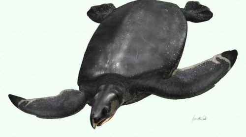 Una tortuga gigante navegó por el océano hace 80 millones de años, según fósiles recién descubiertos 