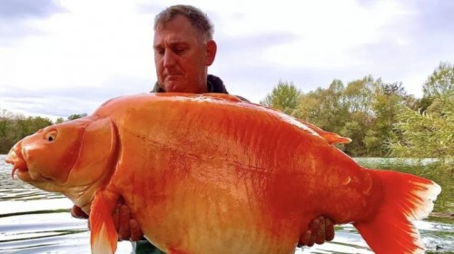 Un pescador capturó un monstruoso pez dorado de 30 kilos al que le apodan "La zanahoria"