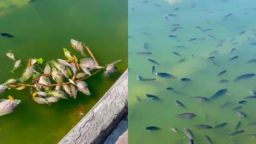 Reportan muerte masiva de peces en la segunda sección del bosque de chapultepec 