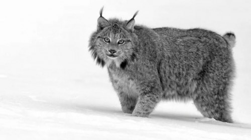 Captan por primera vez en la historia un lince negro canadiense