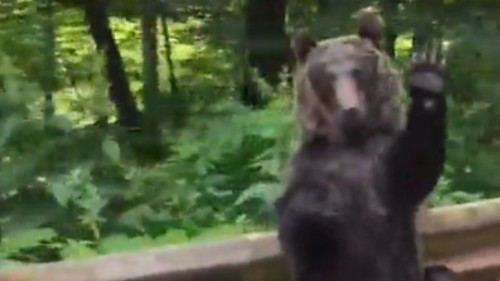 "Parece humano": Captan a oso agradeciendo que le cedan el paso  en carretera (Vídeo)