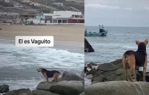 Conoce la historia de Vaguito, el perrito conocido como el "Hachiko peruano" (Vídeo)