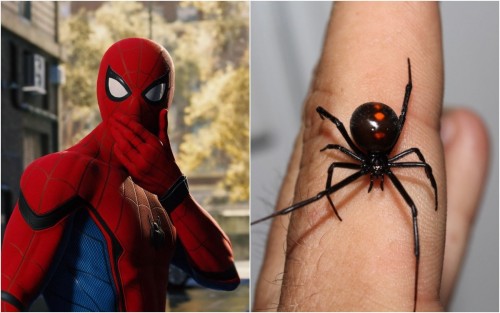 Niño se hace picar por una araña viuda negra y así convertirse en Spider-man