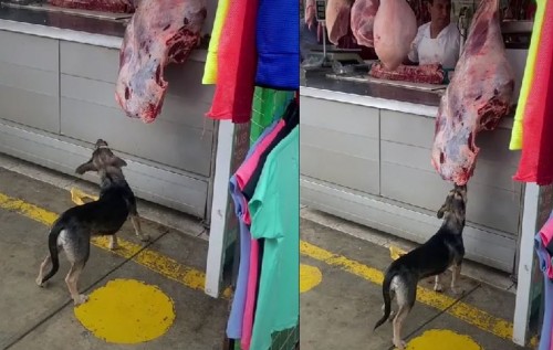 "La delincuencia no para": Captan a perrito robando carnicería mientras el dueño esta distraído (Vídeo)